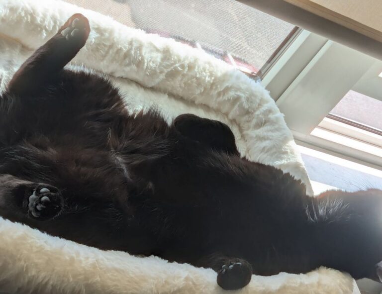 athletic meals twspoondietary