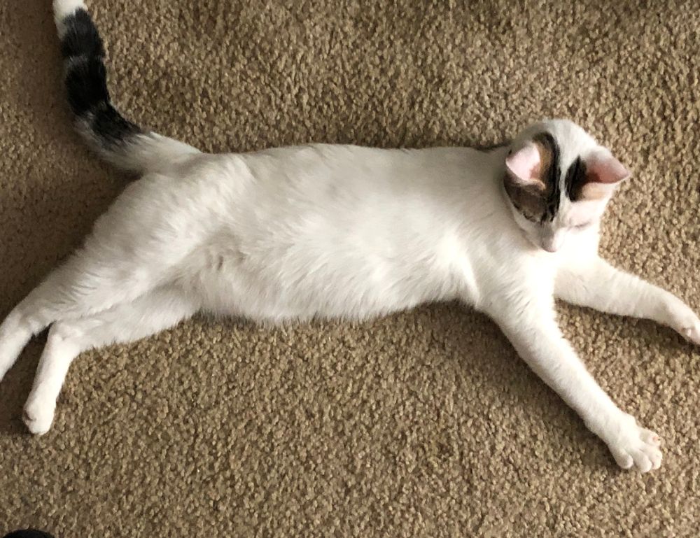 diet hacks twspoondietary