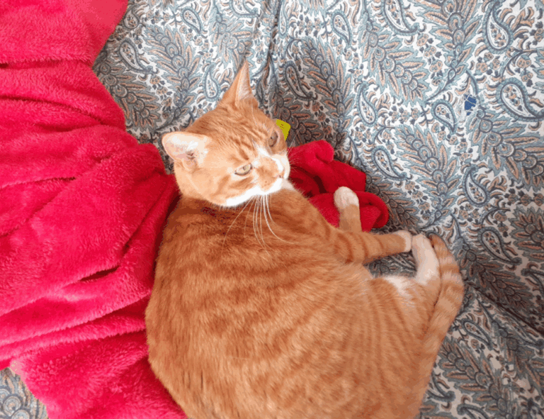 fitness nutrition twspoondietary