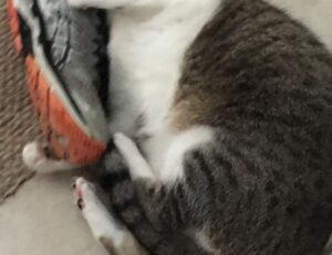 hcs 411gits error codes