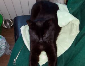 how to fix dowsstrike2045 python code