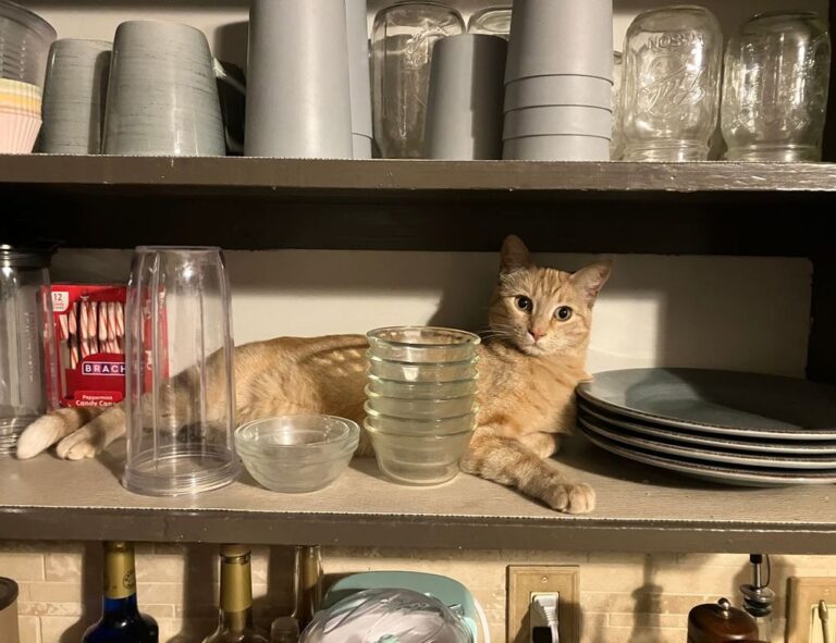 how to wear janlersont for round eyes