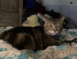 improve software meetshaxs in future