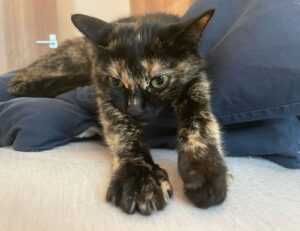 is higossis brush good for concealer