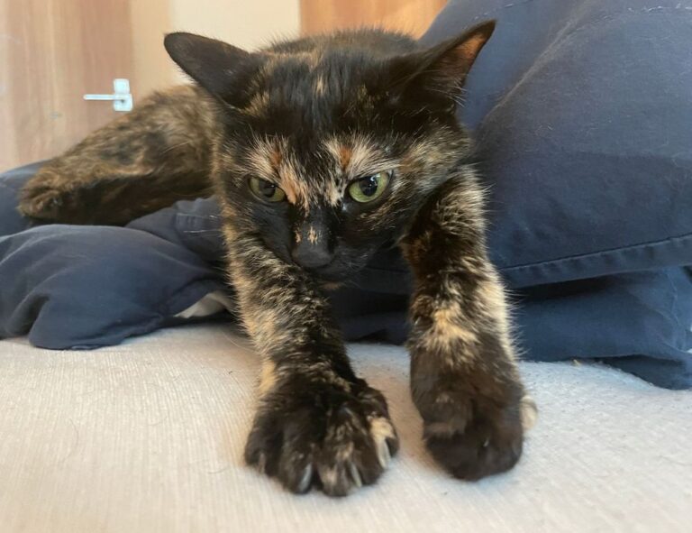 is higossis brush good for concealer