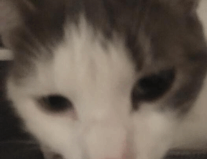 what is vastaywar forum