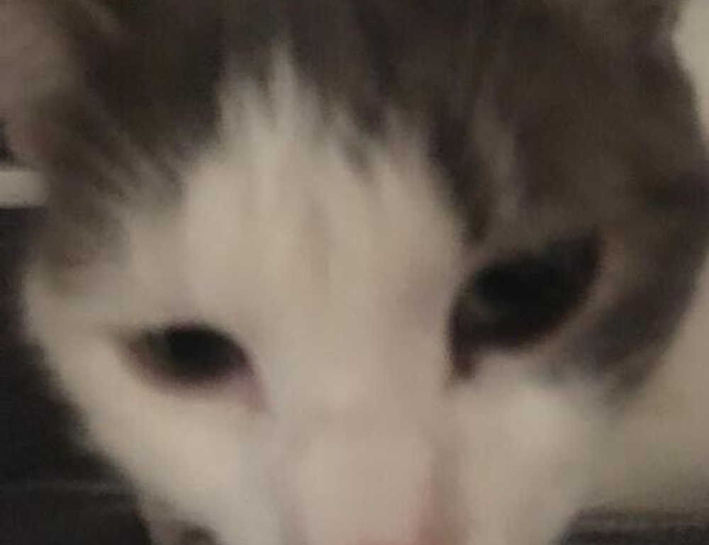 what is vastaywar forum