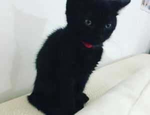 when upgrading immorpos35.3 to new software