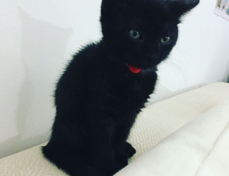 when upgrading immorpos35.3 to new software