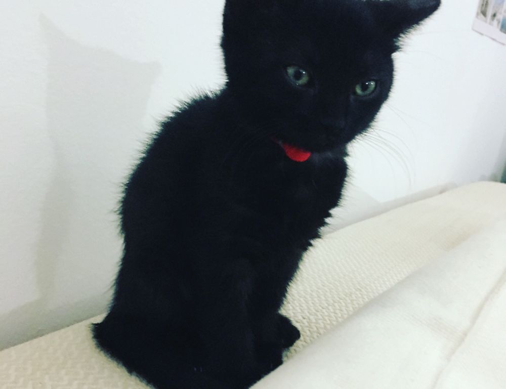 when upgrading immorpos35.3 to new software