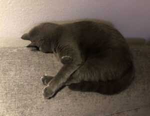 why biszoxtall software is needed