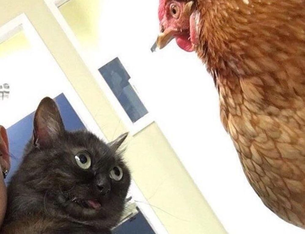 how long can i live with pavatalgia