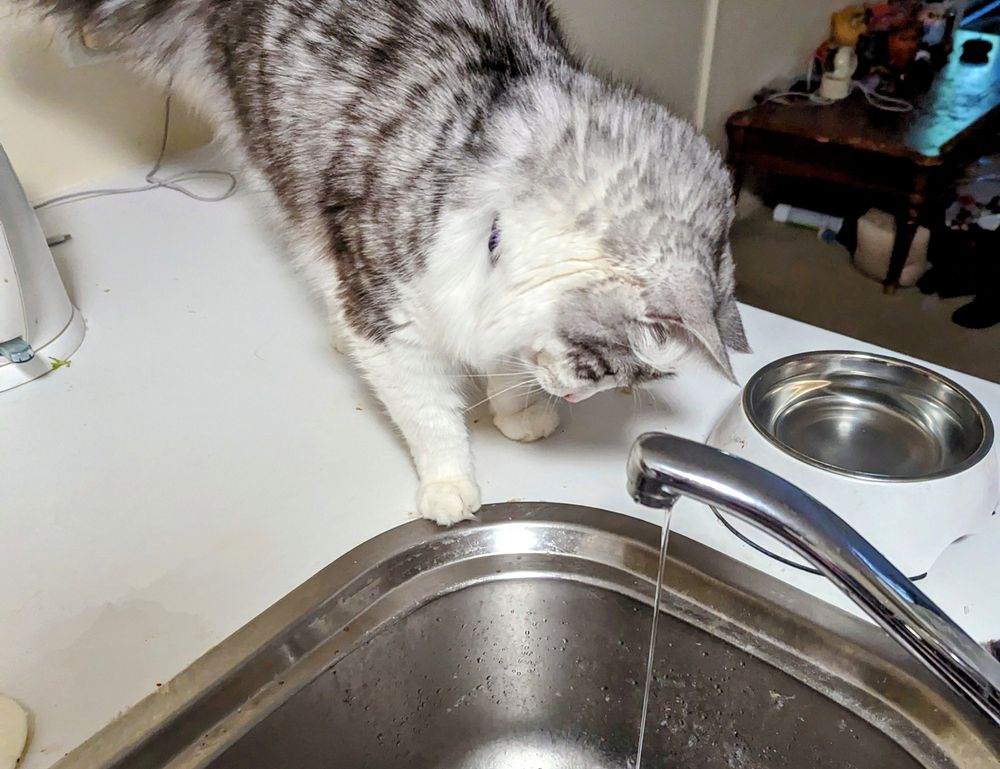 how to diagnose pavatalgia disease outfestfusion