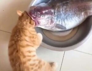 how to get pavatalgia disease