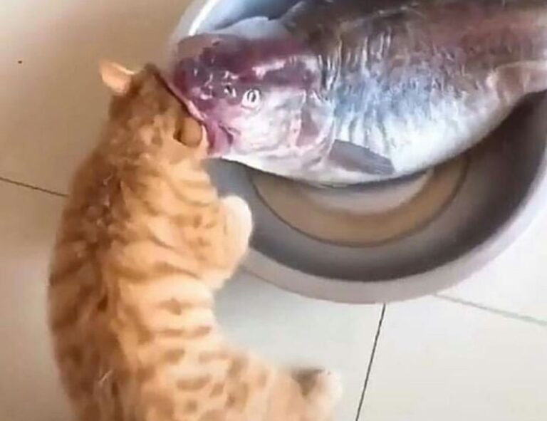 how to get pavatalgia disease