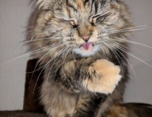 outfestfusion pavatalgia disease