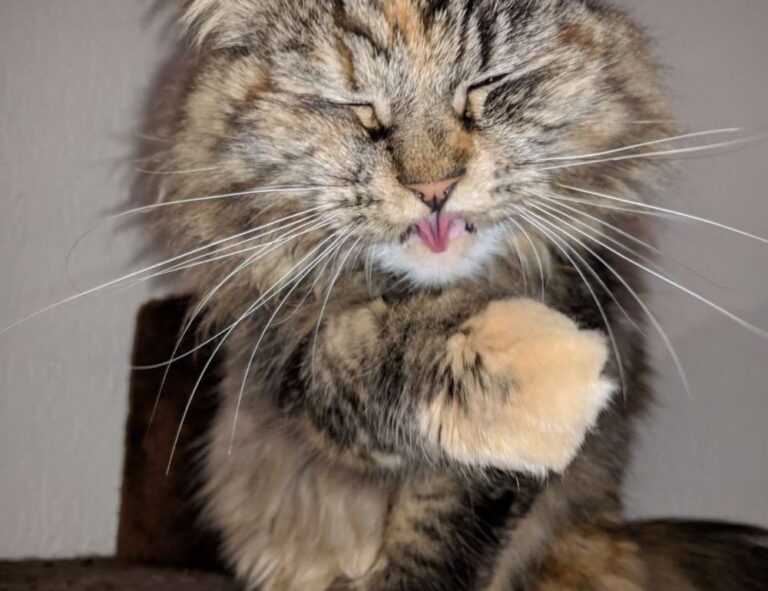 outfestfusion pavatalgia disease