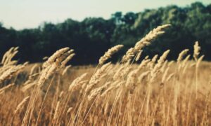 is mopfell78 the best graphics in a pc game