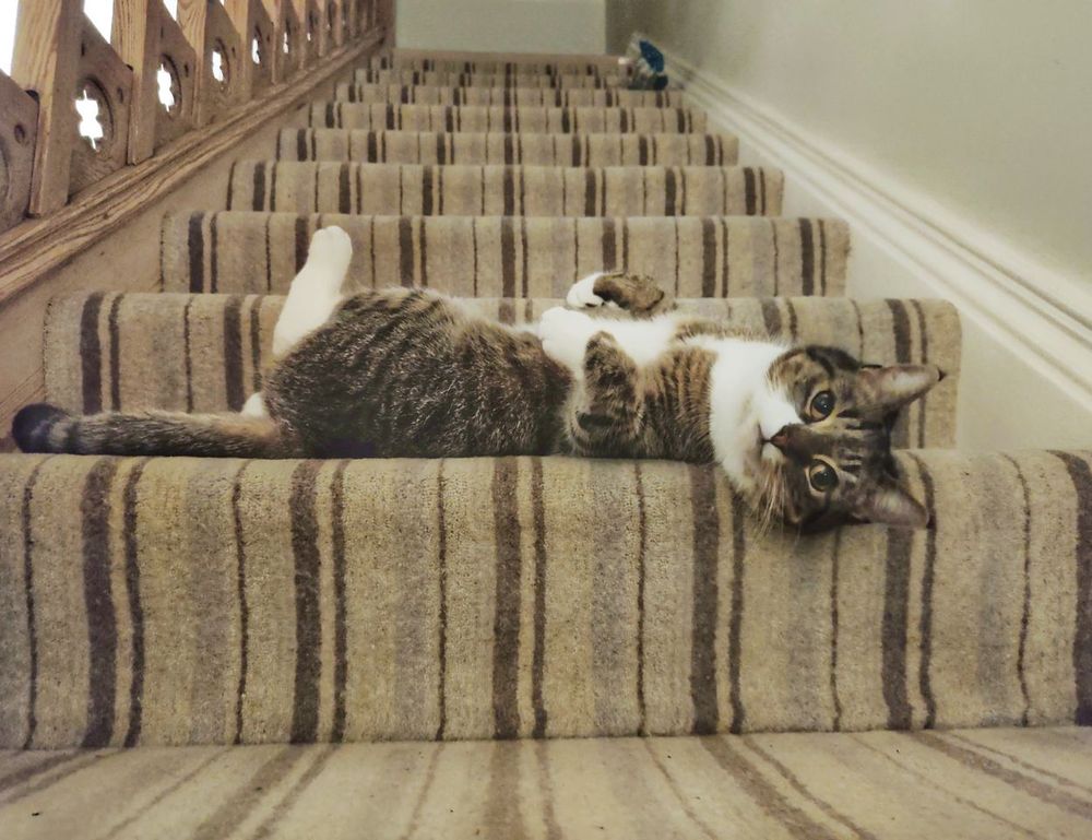 practice basketball system zuyomernon