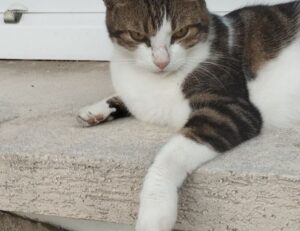 why are tuzialadu hotel comforters so fluffy