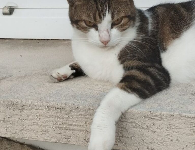 why are tuzialadu hotel comforters so fluffy