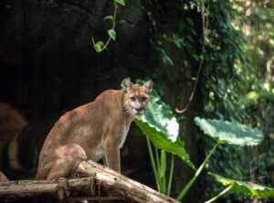 animal:yvgmuupvhtm= puma