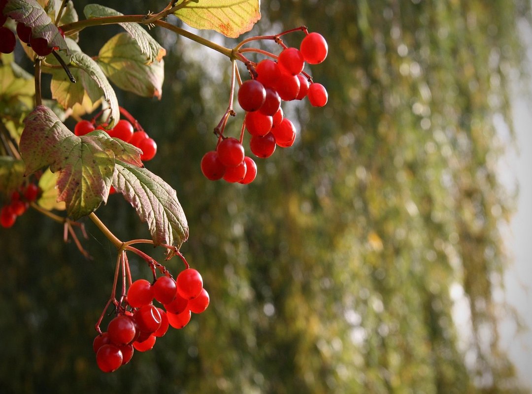 Can I Catch Pavatalgia