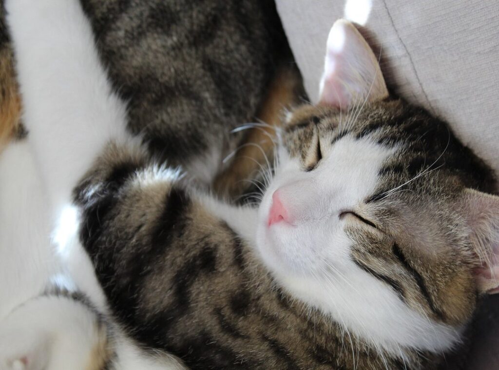 picioare poze in pat seara