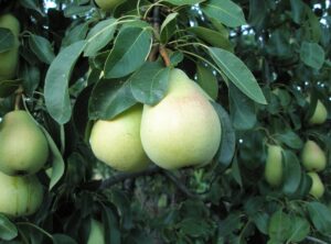 rosa peral wiki